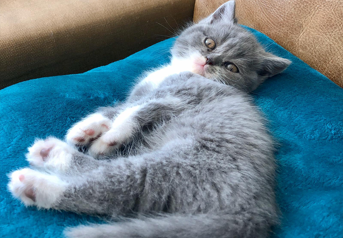De avonturen van kitten Baghwan en Lisa